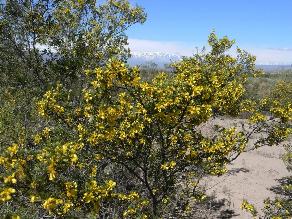 Jarilla sanjuanina